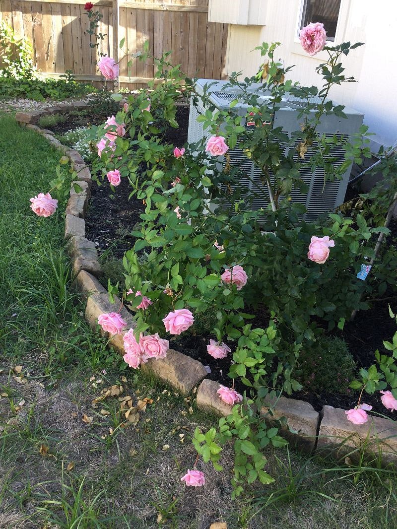 Belindas Dream rose is doing well in the backyard.