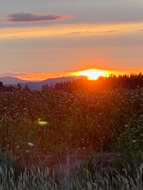 Sunset from the nearby dog park ~ 2 minutes walk away