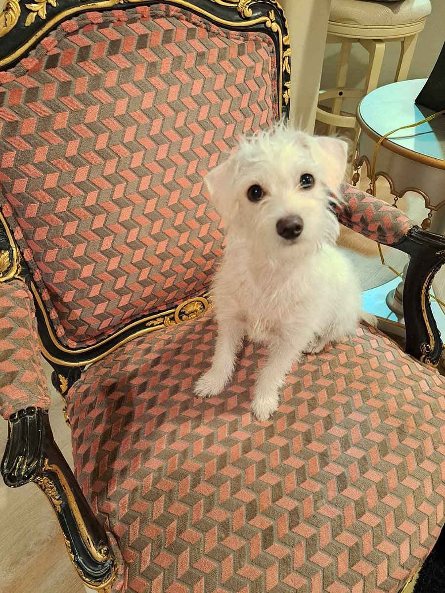 One of our little babies, Lexi. Very well behaved dogs - all of them.