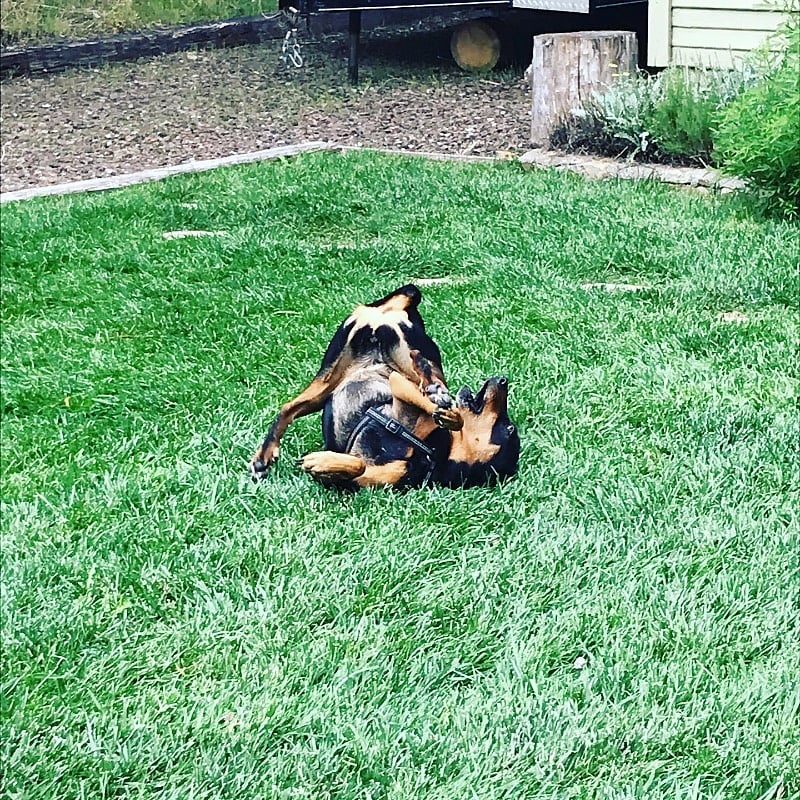 Front yard space, not fenced.
Owners dog Coco:)
