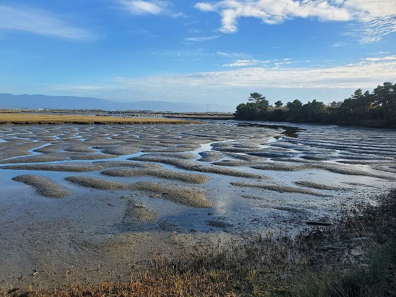Marsh is home to 1000s of migratory birds
