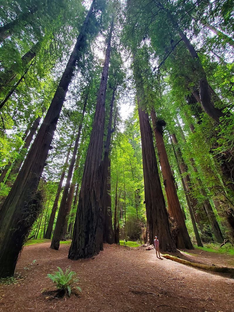 Redwood forest 10 minutes away!