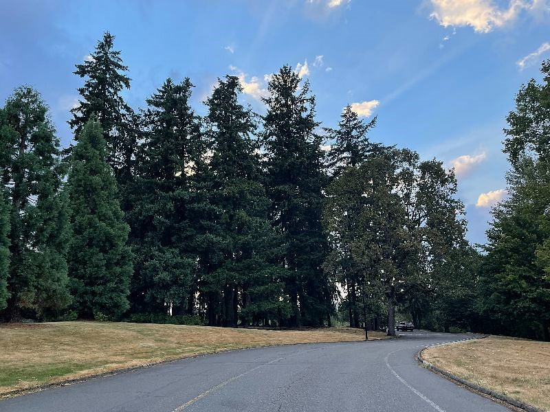 Some of the 600 community trees