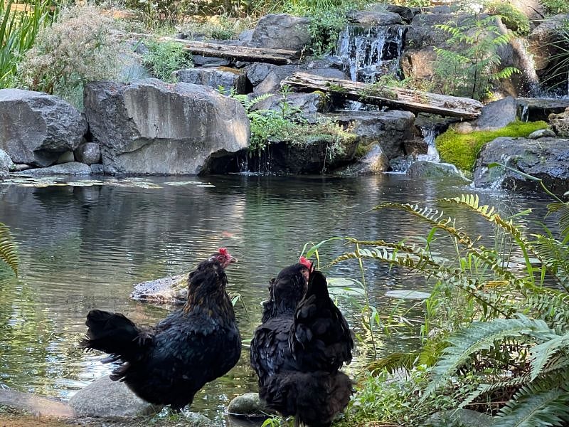 every girl at the farm loves an aqua-escape