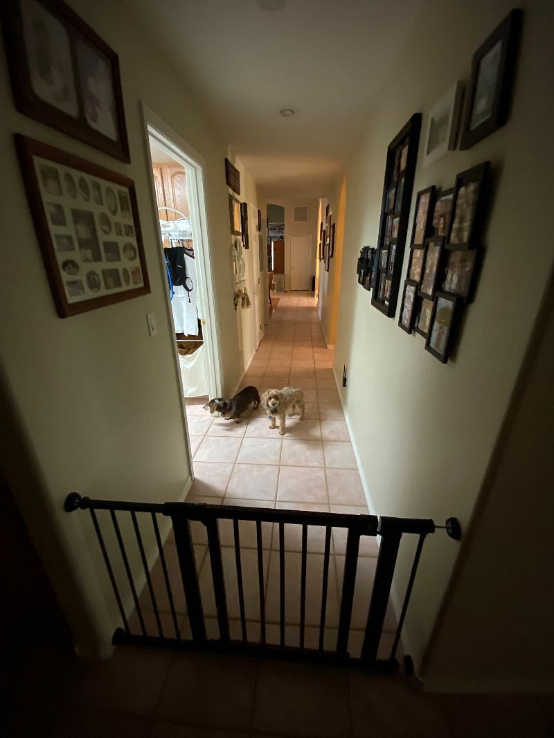 Buster (Dachshund) & Harrison (Yorkipoo) outside the gated hallway which the furnished bedroom is in.