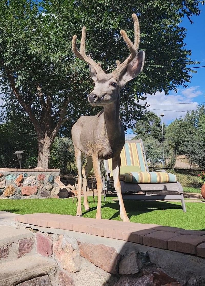 My deer friend who likes to eat apples and sweet potatoes.