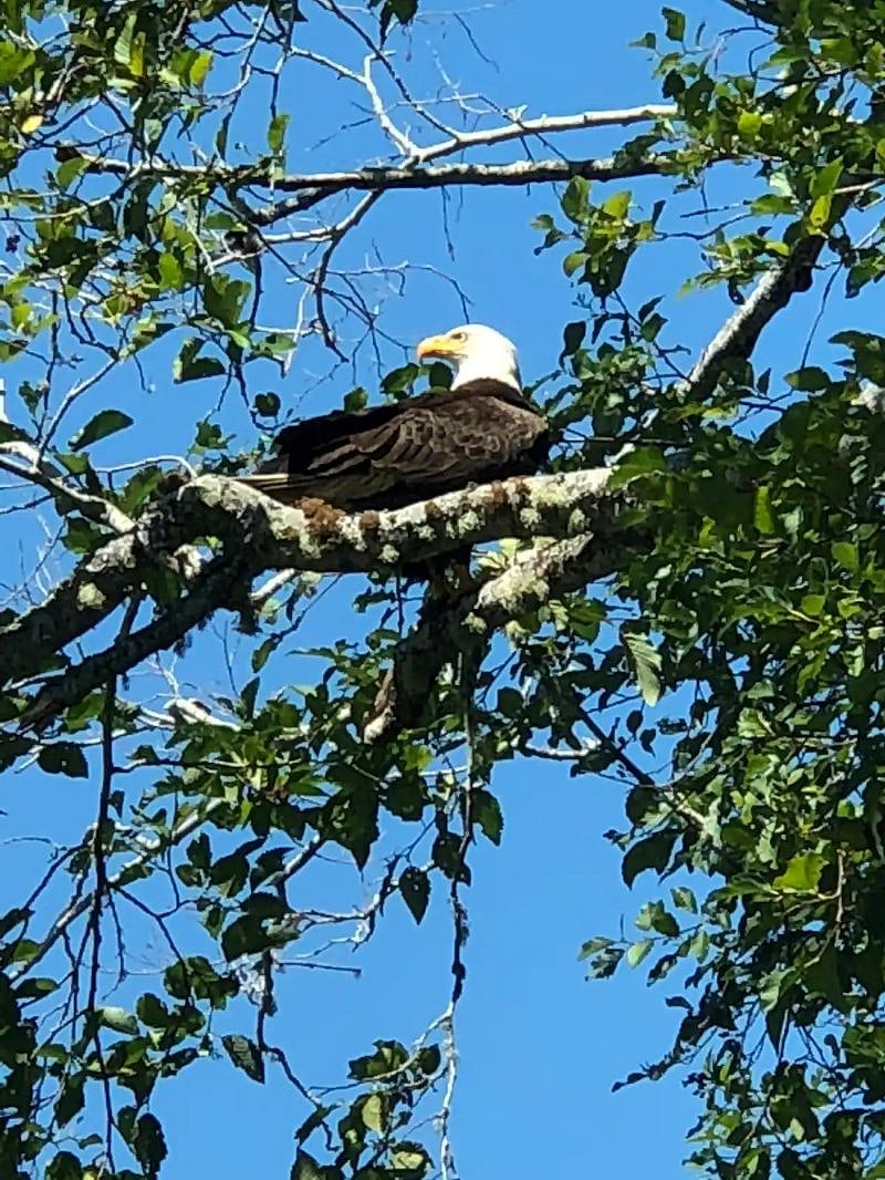Bald eagles neighbors in many of the trees throughout the year.