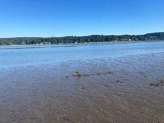 Low tide is a great time to grab oysters and clams from the beach.