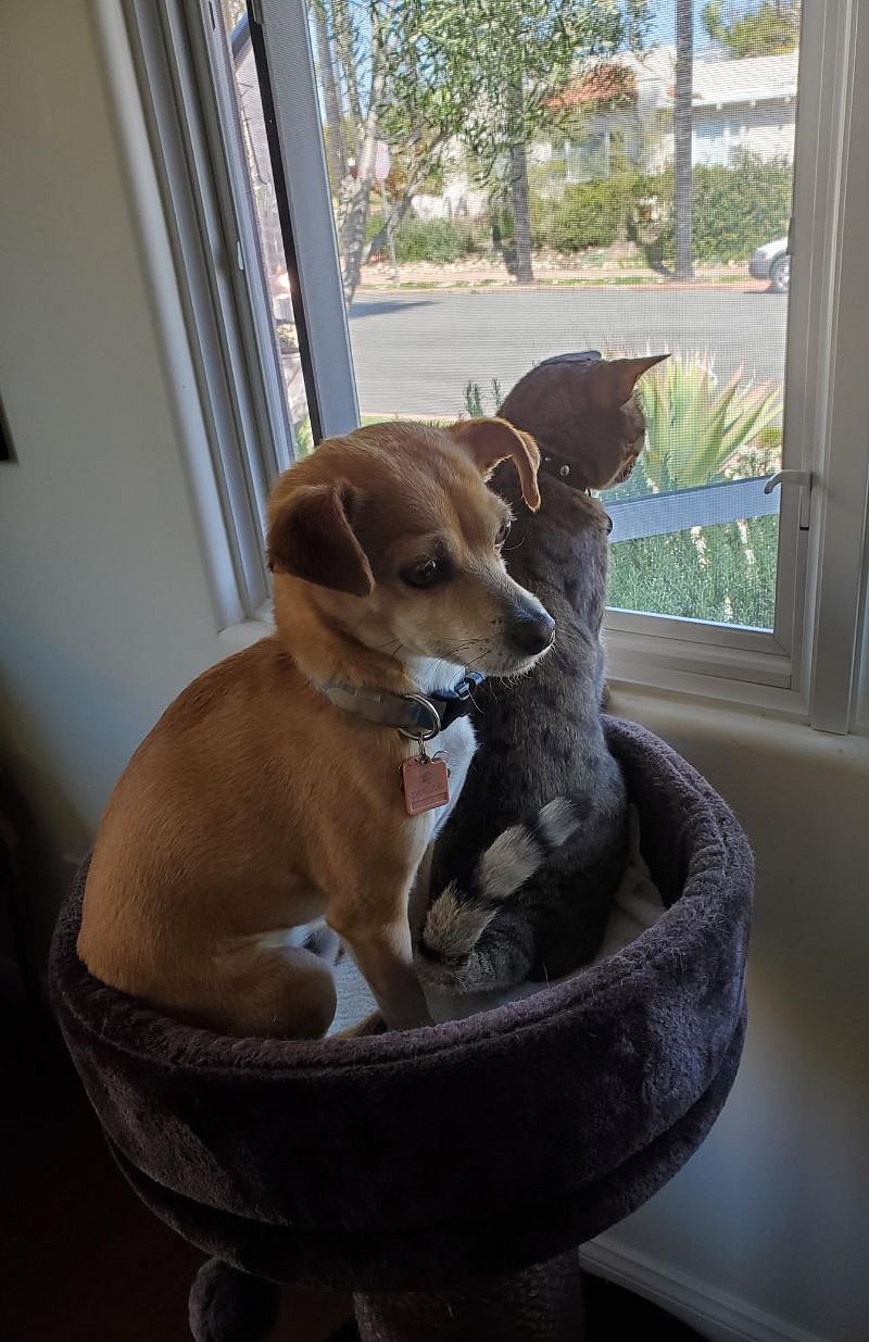 Two of your hosts that watch over the property- Chica and Mr. Mio!