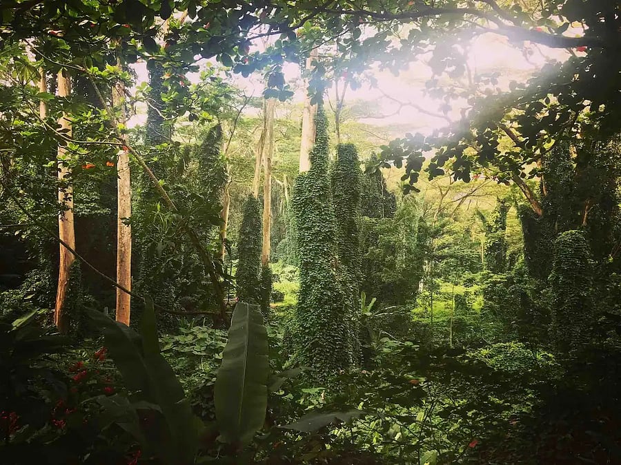 Mnoa Falls Trail - 23 minutes away. This picturesque rainforest trail leading to Mnoa Falls has appeared in several movies.