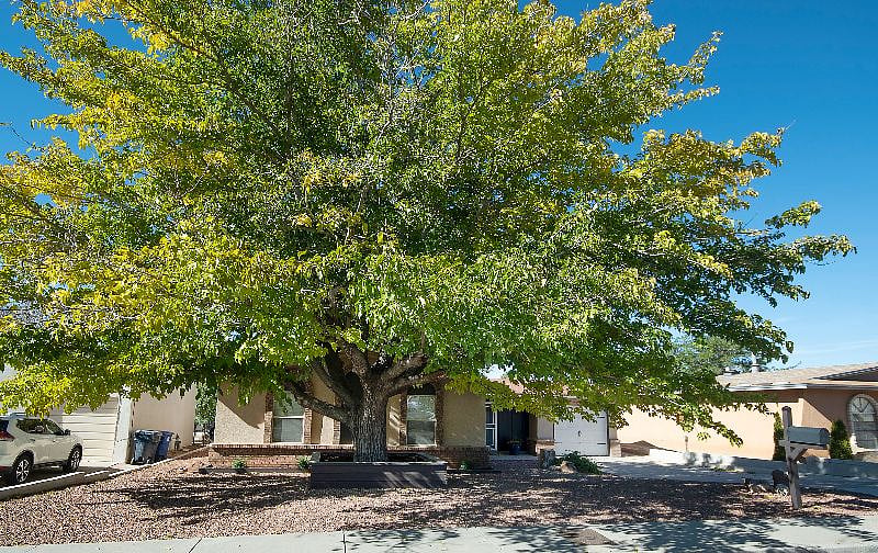 Old-growth shade tree protects you year-round