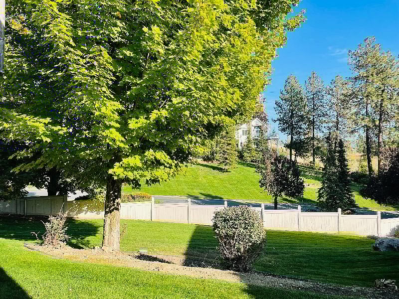 Back yard