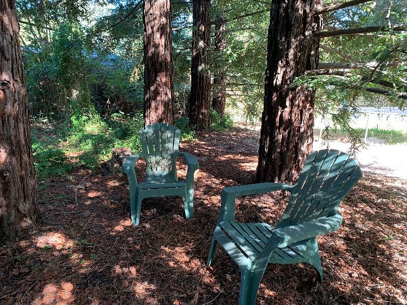 under the redwoods