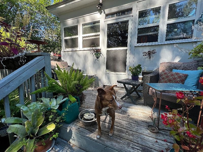 Back deck with sweet Nyla
