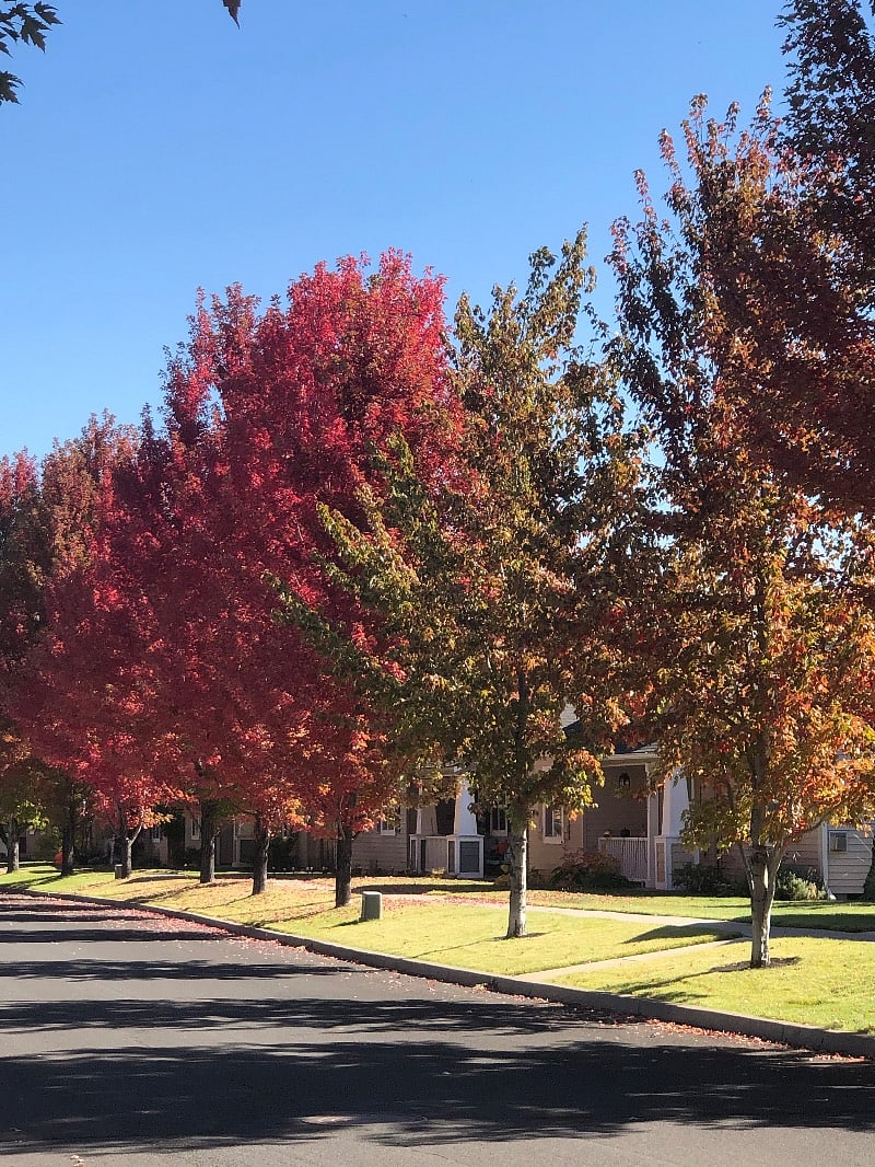 Established quiet neighborhood with mature trees and quiet neighbors.
