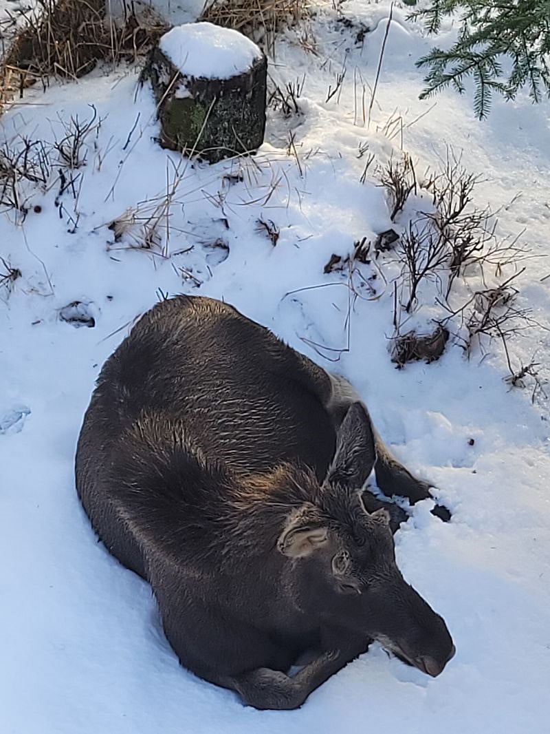 A moose resting from her winter walks