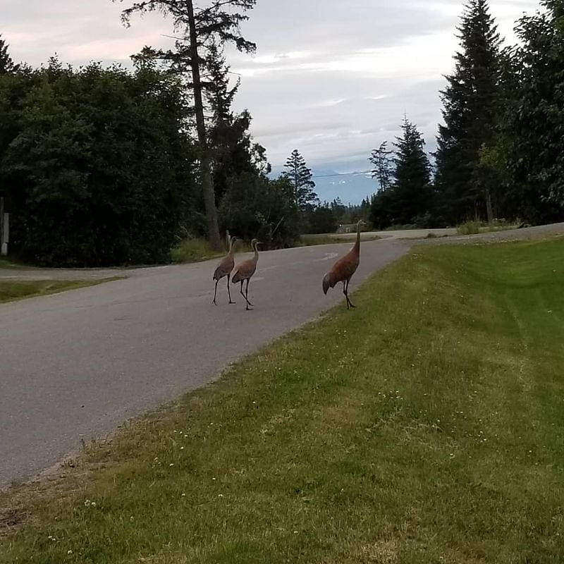 Sandhill Cranes in the yard