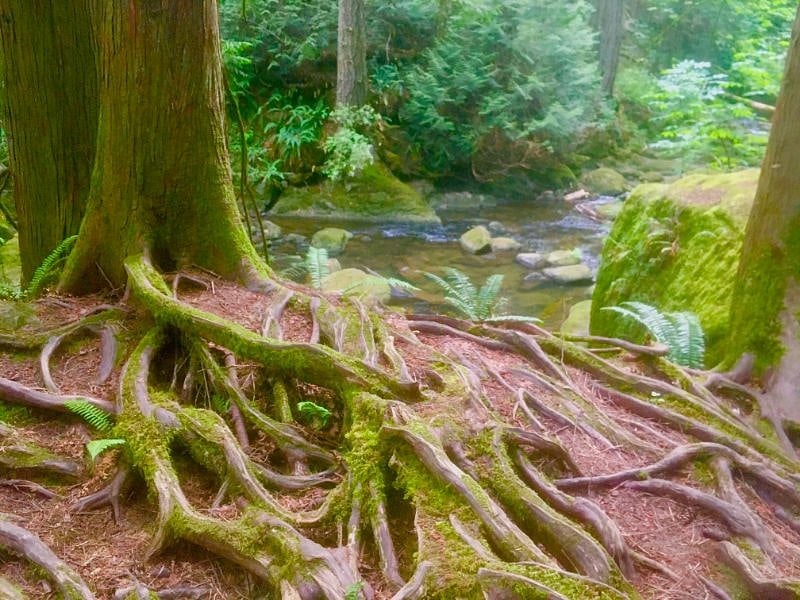 Whatcom Falls is a magical urban woodland park, full of meandering creeks, waterfalls, footpaths and wildlife including salmon, deer, coyotes and cougar!