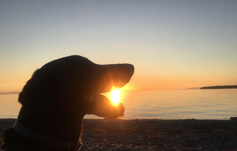 One of our dogs, catching the sun at the end of a Good Day! Please be a pet lover but no more animals. Thank you.