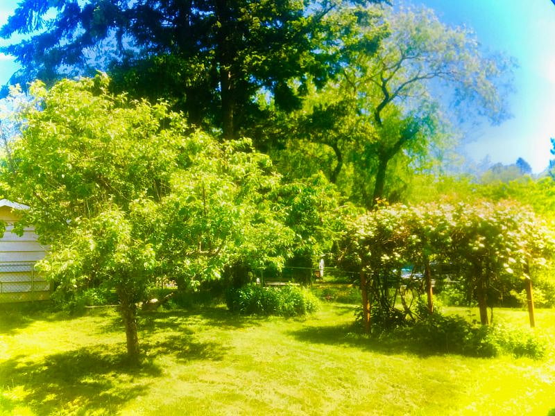 View of the peaceful backyard outside your door. This space has fruit trees and you may see many birds, rabbits and deer beyond the fenceline, with urban woods behind although set in a residential neighborhood with friendly neighbors. This photo is from a different season, but its still a peaceful spot.