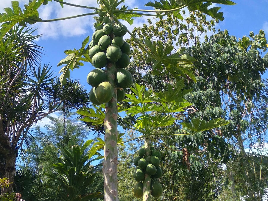 Papaya trees