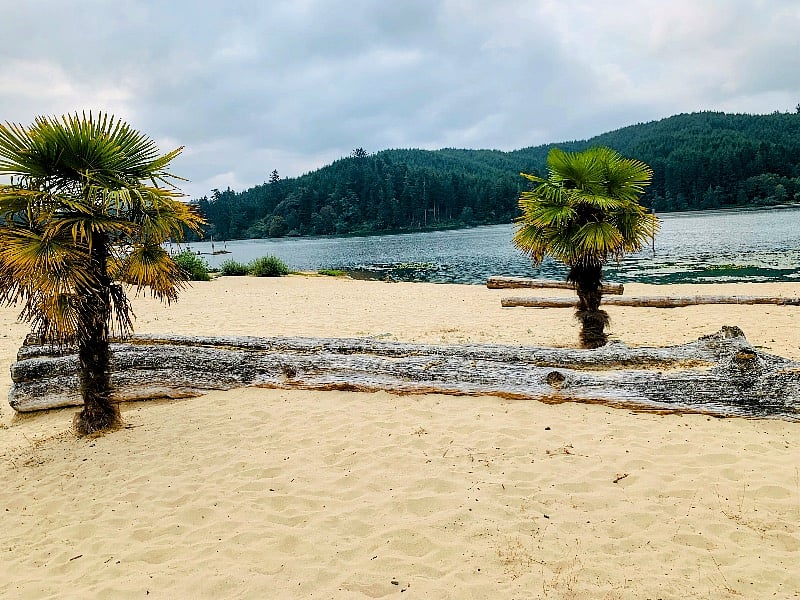 Wulfy beach and palm trees