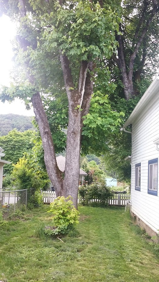 This is the smaller south side yard - this is an older photo - there is currently a plum tree on this side.