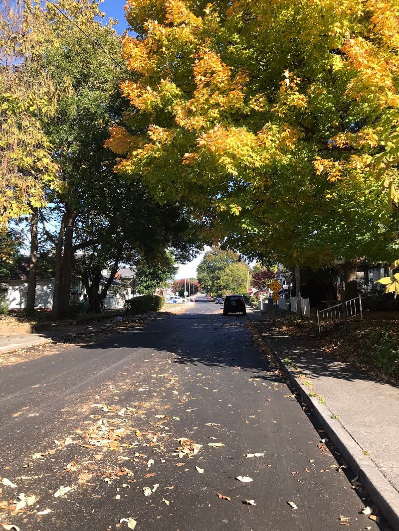 tree-lined street outside your house