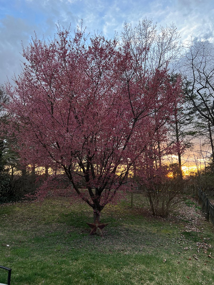 Garden house backyard