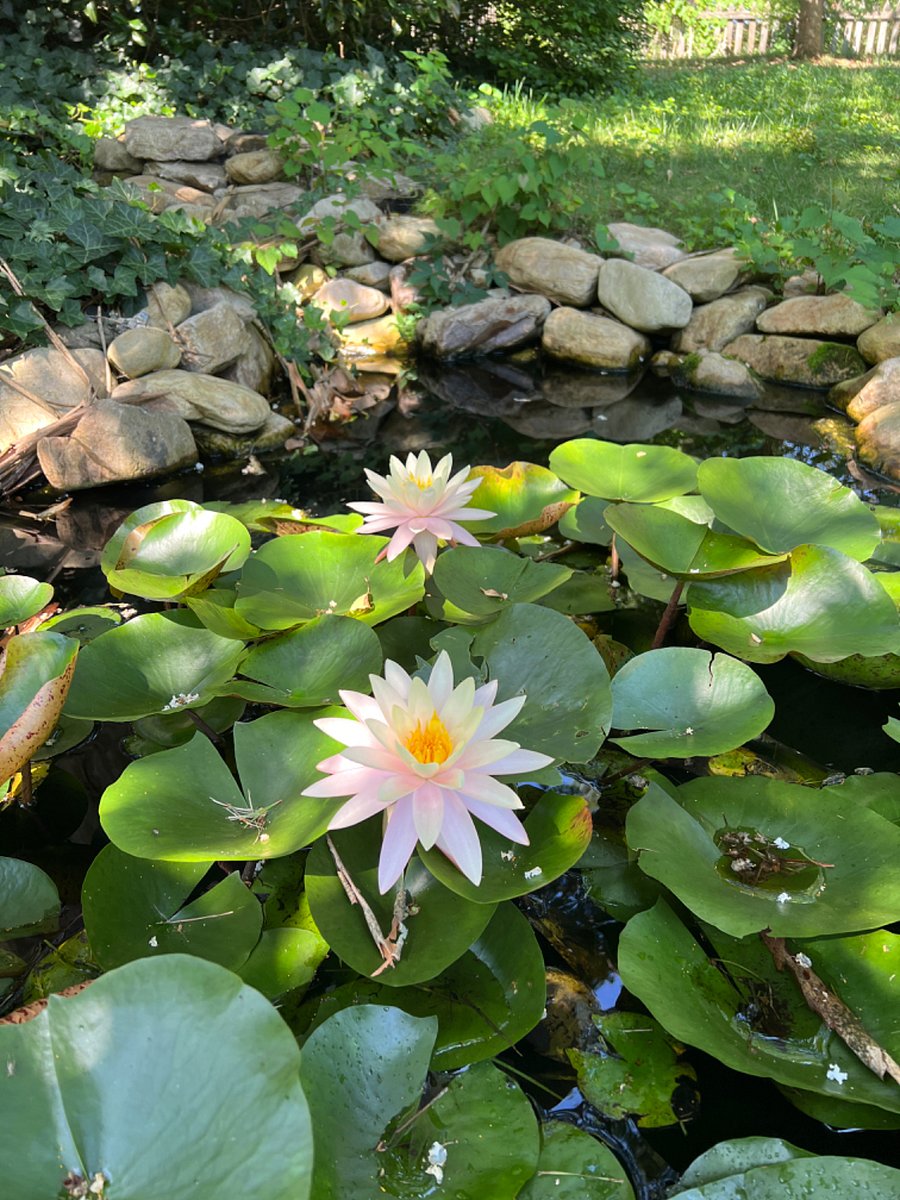 Garden House pond