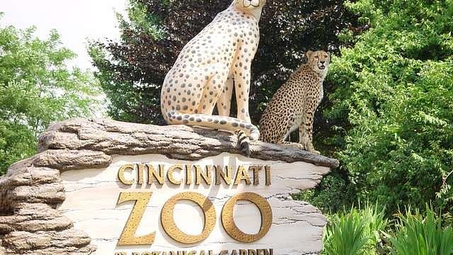 Fiona famous attraction at Cincinnati Zoo