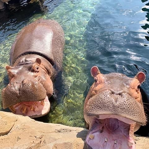 Famous Cincinnati Zoo!