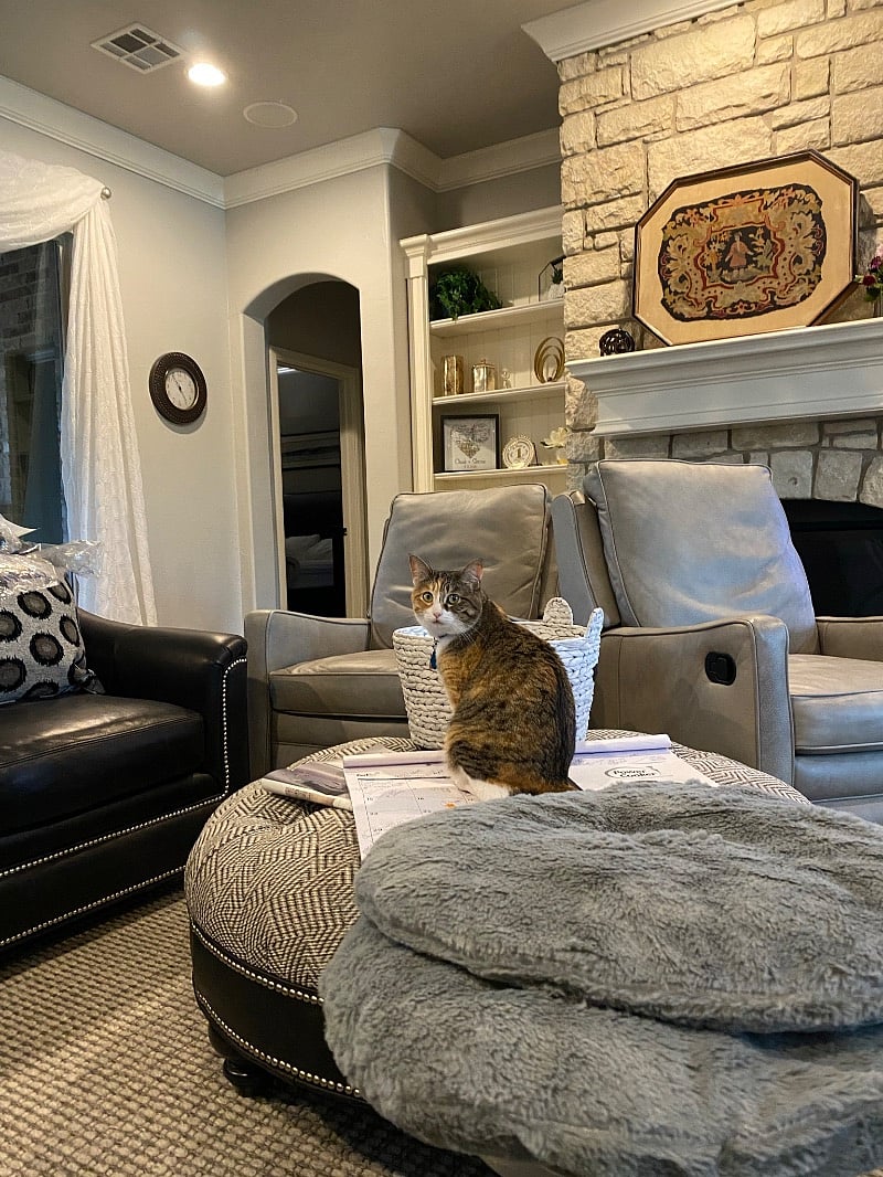Downstairs
First floor
Peaches, 5 years old and is front paws declawed.
Welcome to the living room. 70 inch tv.
Our calico cat, peaches.
Most people allergic to cats have no problem with her dander, surprisingly.