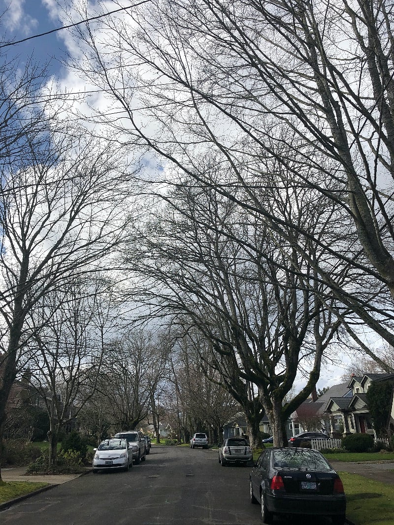 Beautiful tree-lined streets, perfect for relaxing strolls to Laurelhurst park or to cafes and restaurants near by