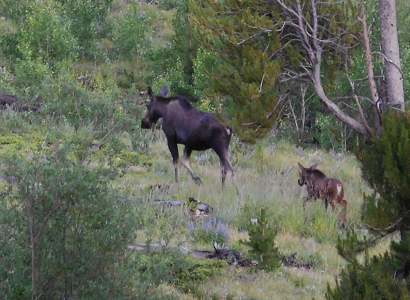 Photo taken from our deck of cow moose and her calf.