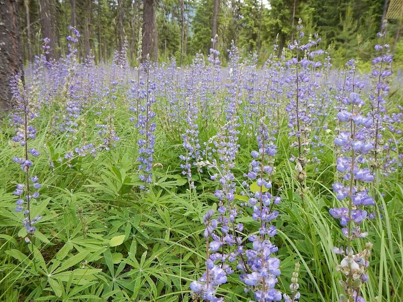 Lupine.