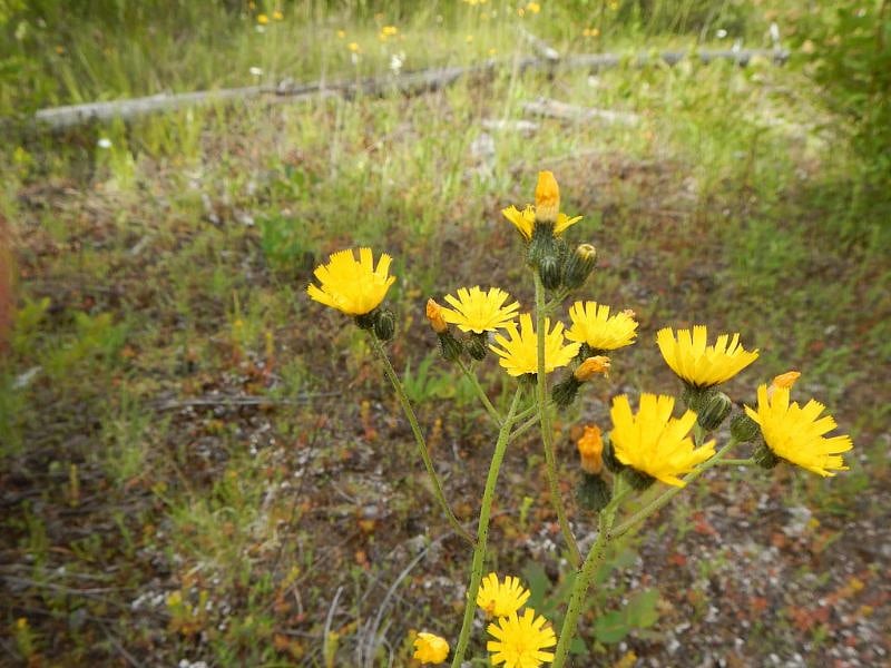 There are magnificent wild flower spreads, peak-blooming at different times at different altitudes but typically +/- July.