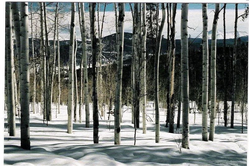 Aspen forest below /near this condo.