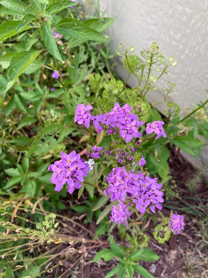 Beautiful fenced-in back yard/deck space with outdoor furniture and beautiful plants