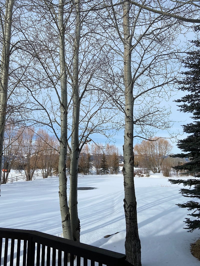 view out back in winter