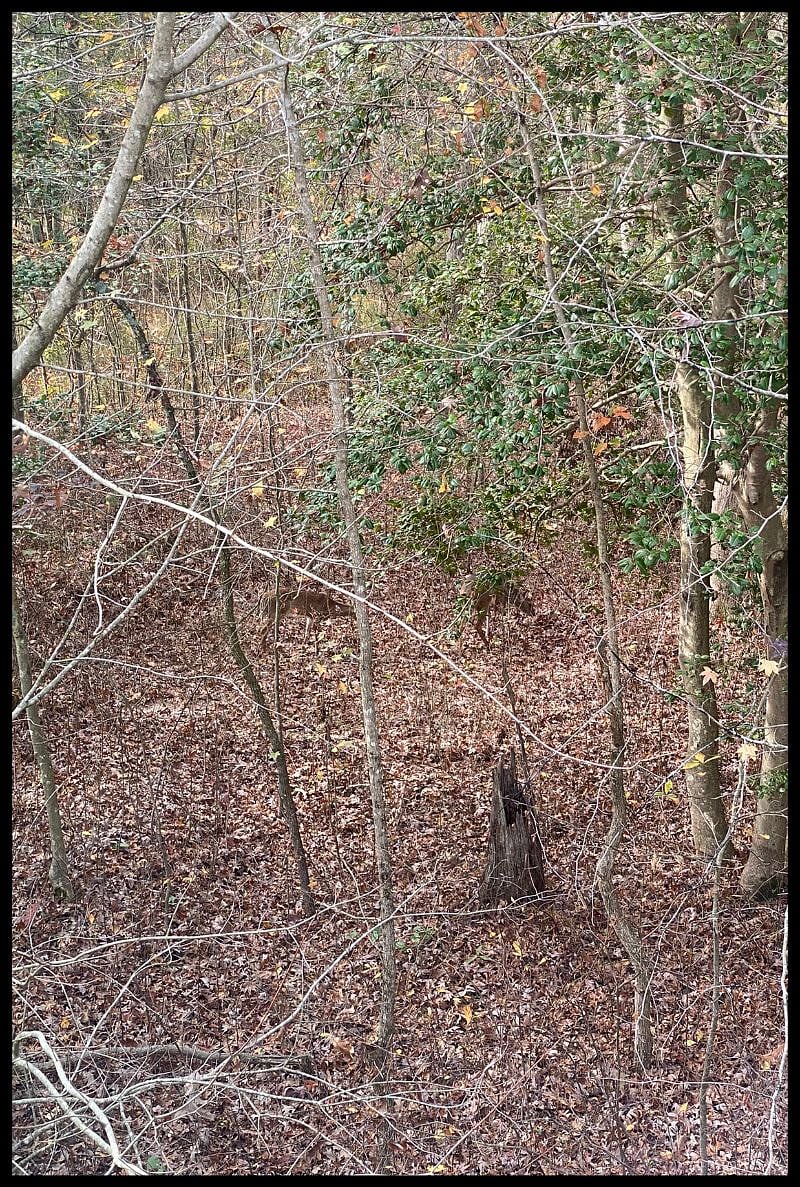 Two Deer in the woods as viewed from the bedroom window