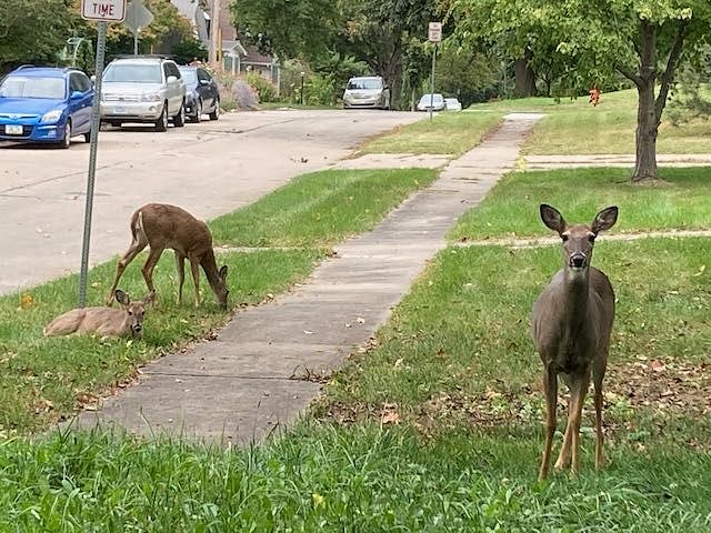 There is even wildlife, too fuuny!