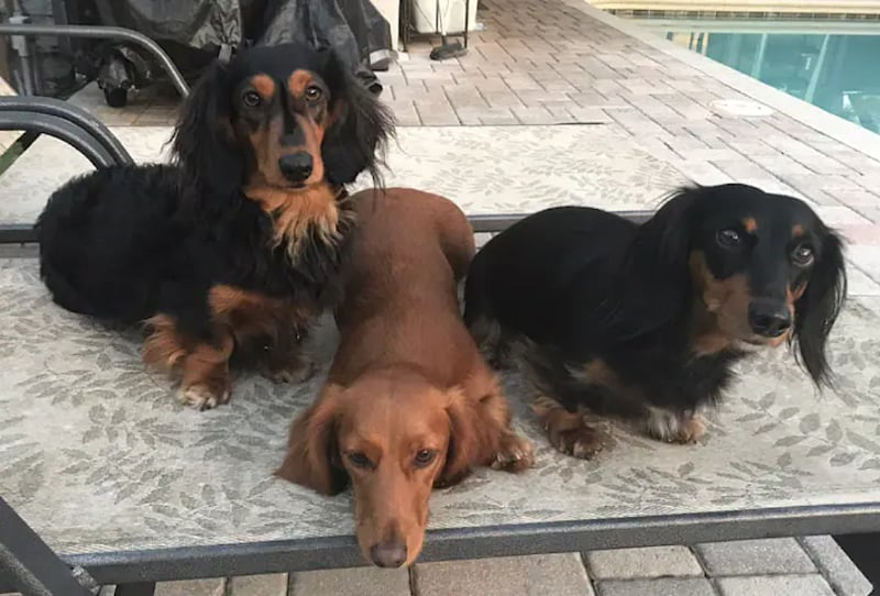 It's a must that you like little dogs. Our Dachshund family, Joey, Kiko and Nettie, are eager to meet you! Rest assured these gentle pups stay downstairs and won't interfere with your privacy.