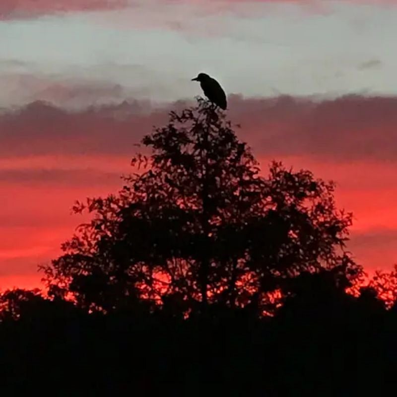 A moment of natures grace. Black crowned night heron lording over an amazing sunset.