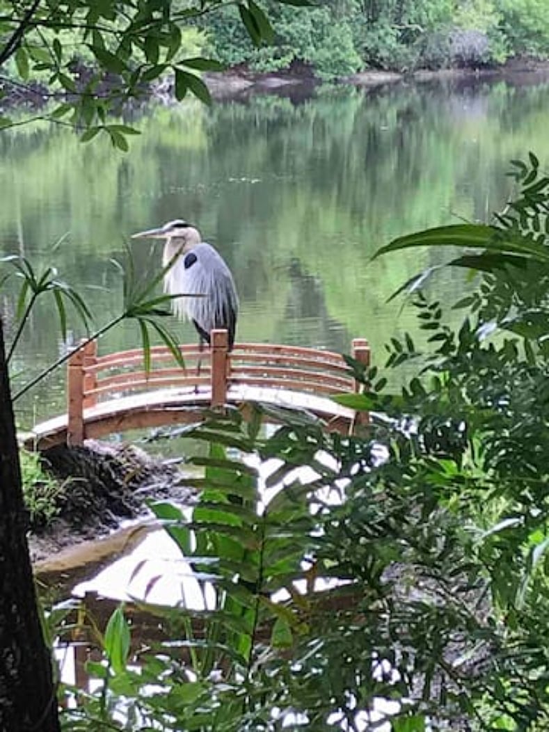 This Great Blue Heron lives here year-round.
