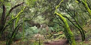 Eastbay Regional park, walking distance from house. The Stream trail