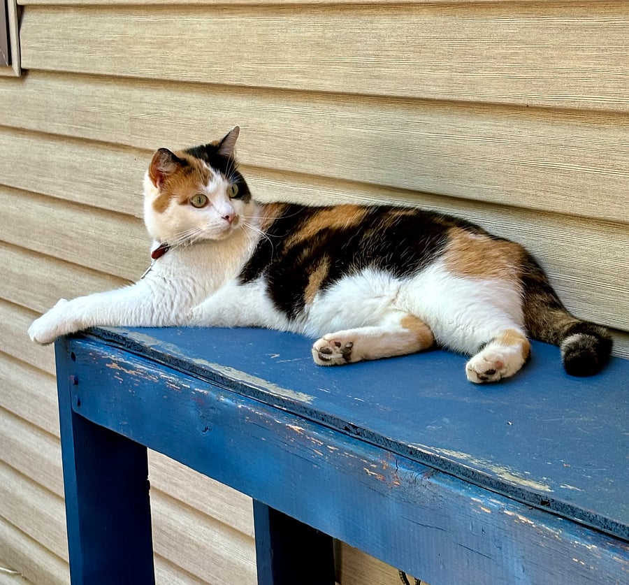 Callie Cat: Resident Cat lives inside and outside. She has her own cat door and does not have access to bedrooms or bathrooms.