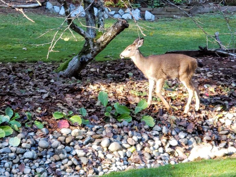 Visiting deer looking for apples