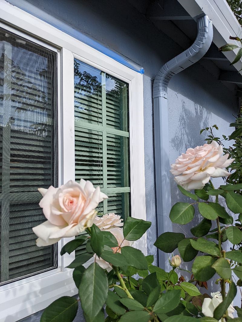 Garden Roses