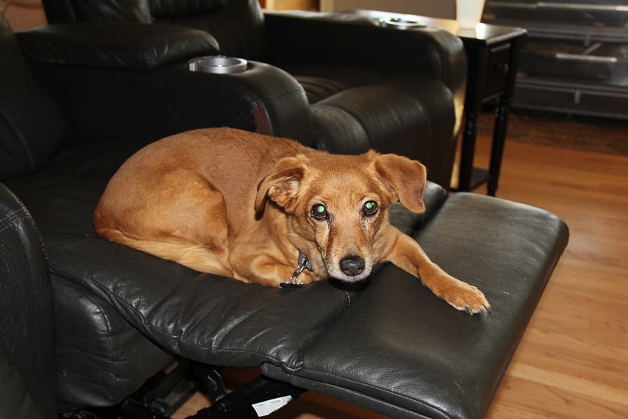 20 year old Sandman can be a barker, but he warms up to folks pretty quickly and is soft as a rabbit.
